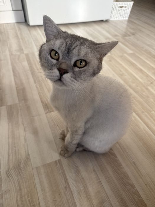 Кот Британец