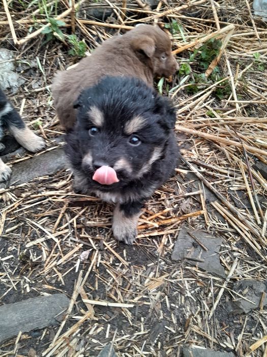 Отдам щенка в хорошие руки