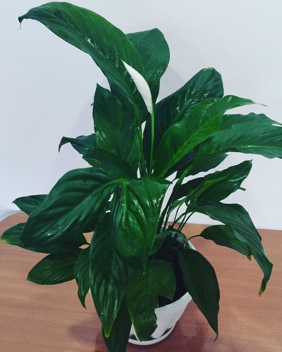 Продам комнатные растения