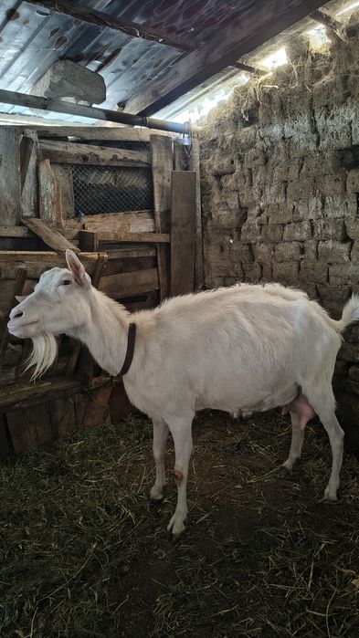 Capra de vânzare buna pentru lapte