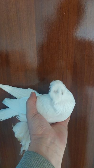 Голуби белый двухчубый самец кептер