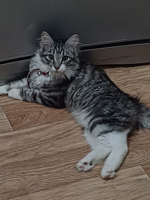 Отдам кошечку в хорошие руки