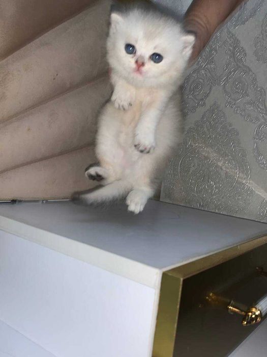 kotyata winwili 2 maljika i odna devojka 2 mesyaza