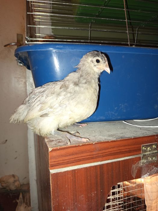 Австролорп на 2 месеца