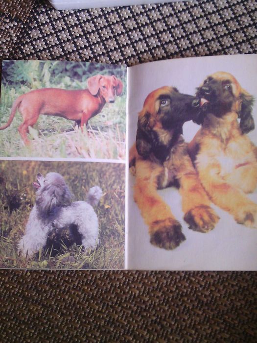 Собаки животные собаки