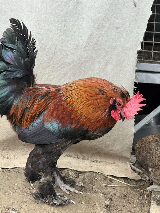 Японский хороз товук,лар