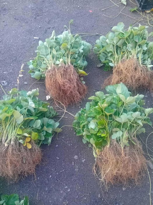 Промоция УНИКАЛЕН Целогодишен Елитен Разсад - Ягоди