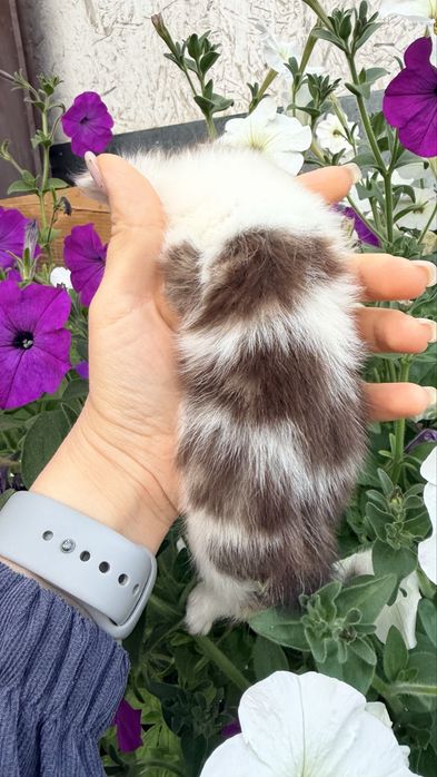 Отдам в добрые руки котят.