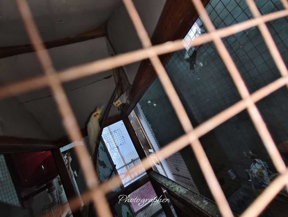 Korella qavpasi bilan