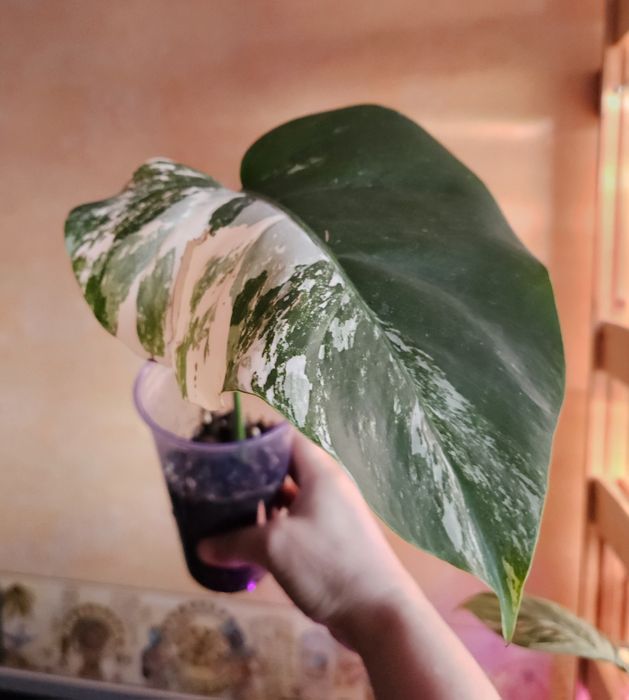 Продам комнатные растения