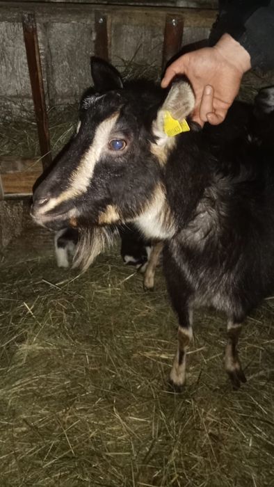 Продаются дойные козы