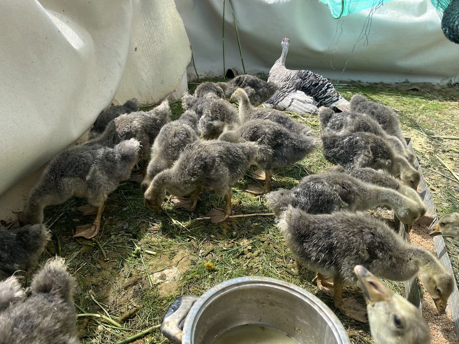 Қаздың балапаны ( гусята)