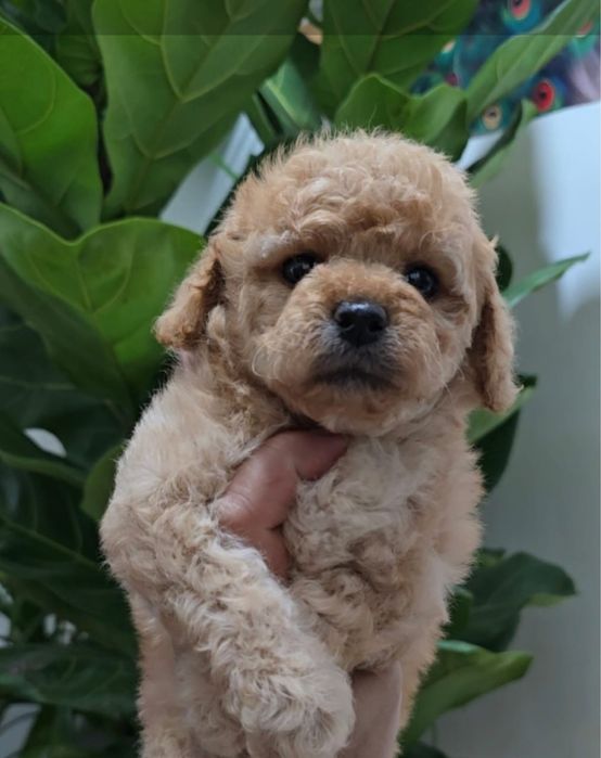 Продам карликовых пуделей