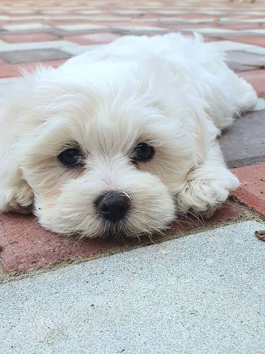 Bichon maltez alb