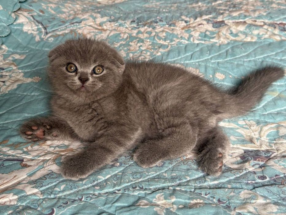 Продаётся вислоухая котята