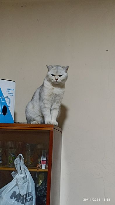 Toza qonli Britanskiy shinshilla strayt