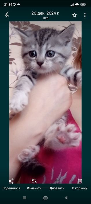 Британцы.. 1 месяц2 недели .Приучены.