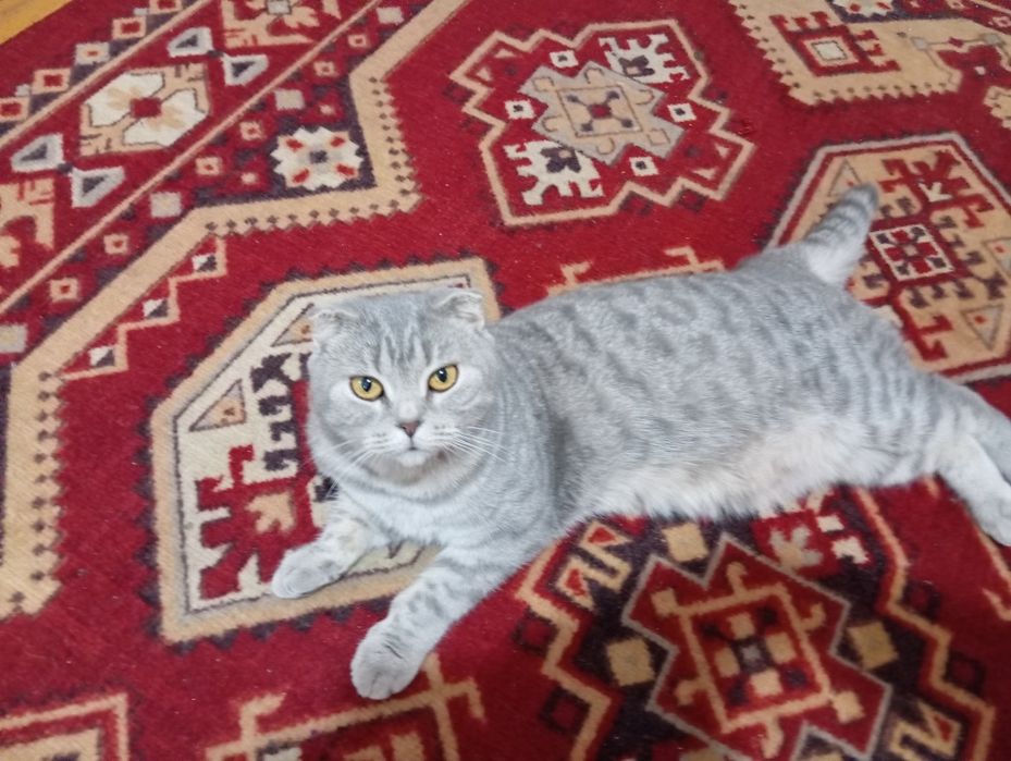 Отдам в добрые руки