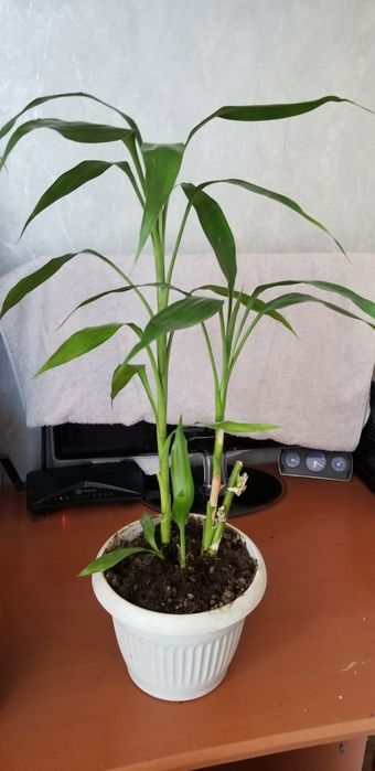 Продам  комнатные растения