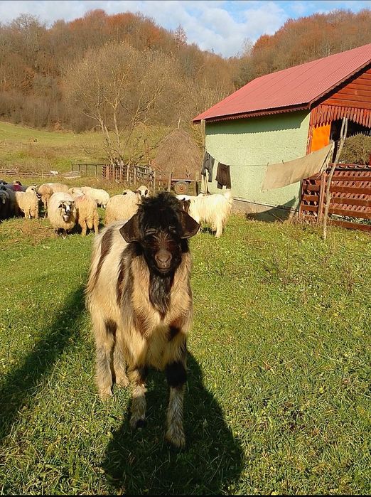 vând țap de 2 ani