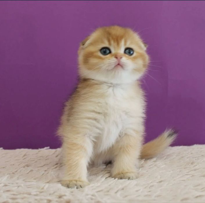 Oltin Shotlandiya burmalari sotiladi - ikkita kichik xazina