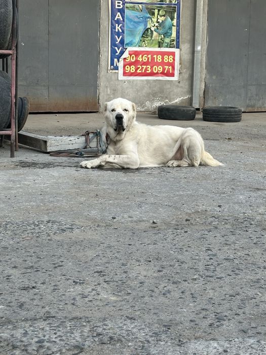 Вяска алабай кошиб берамиз