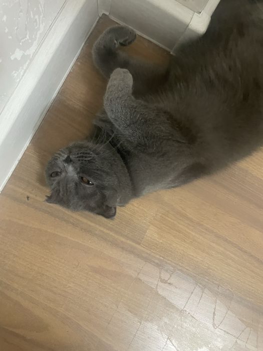 Британский   Кот