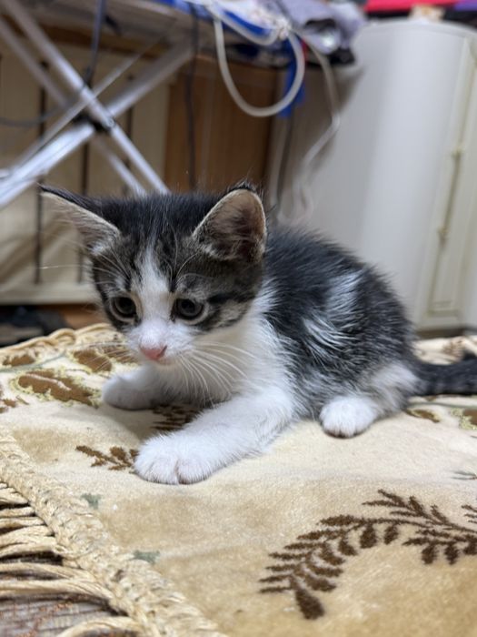 Отдам котят в добрые , любящие руки