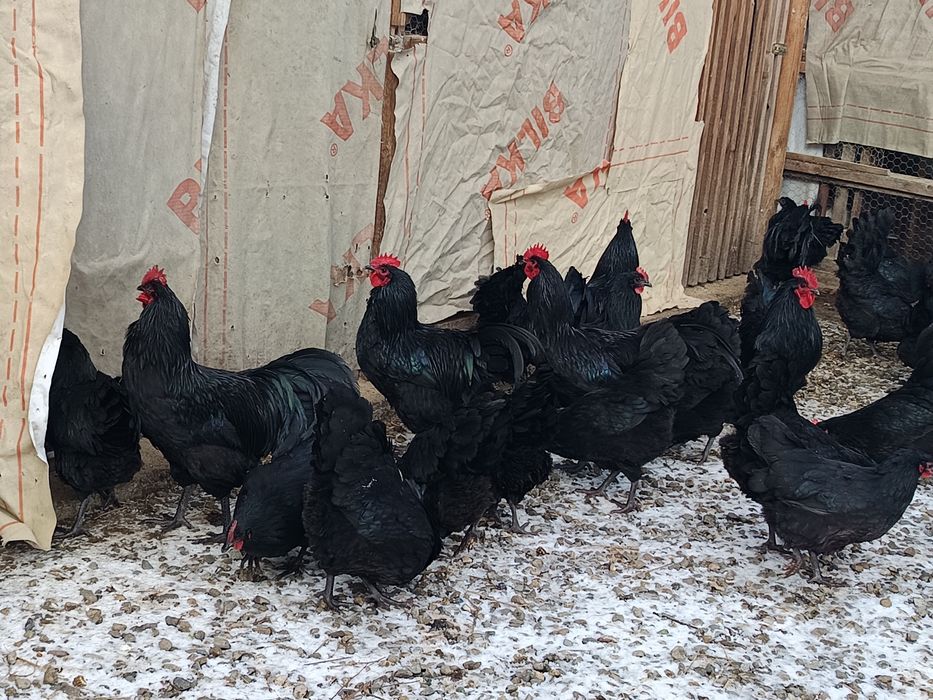 australorp negru