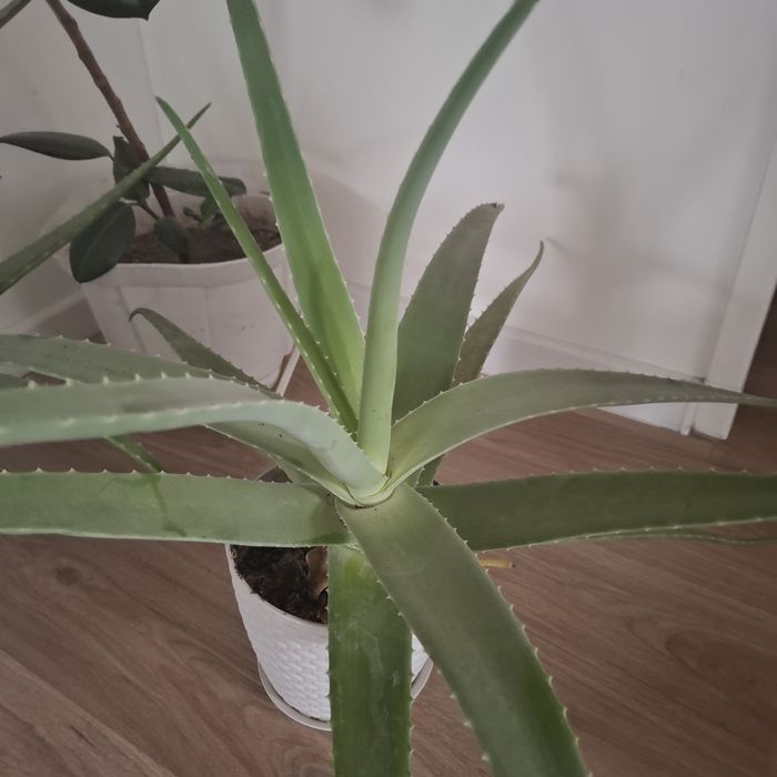 Алоэ Вера растения