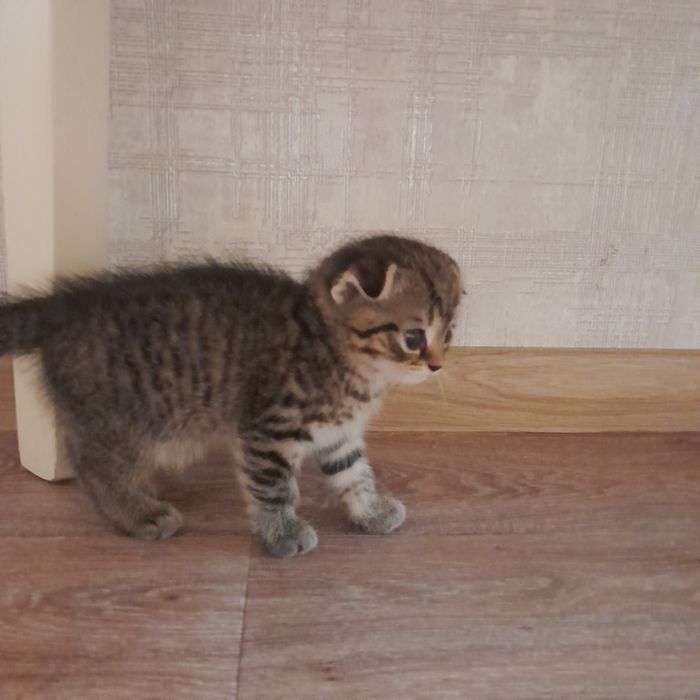 Котята шотланки мальчики