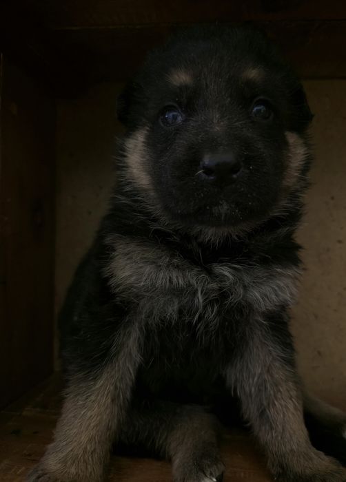 Щенки немецкой овчарки