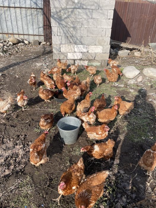 Куры 11мес активно несут яйцо