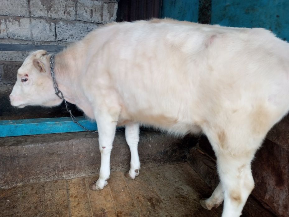 Продам жирную телку