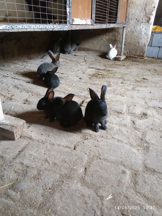 Quyon bolalari.      Куйон болалари