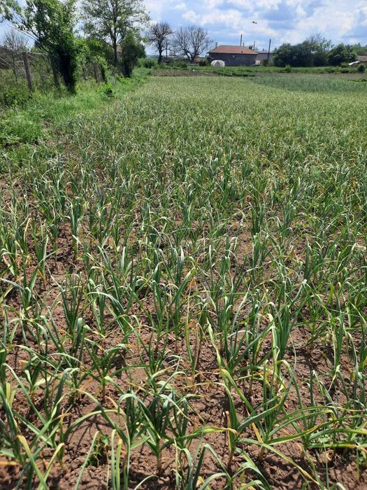 Български зимен чесън собствено производство! Без химикали и пестециди