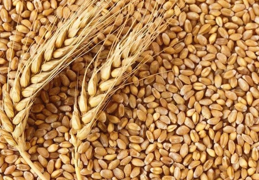 Продавам Жито (Пшеница) и Царевица