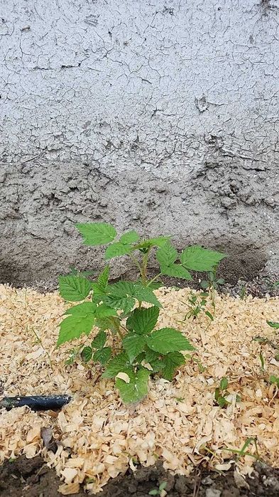 Малина Ниҳол  (Autumn Bliss)