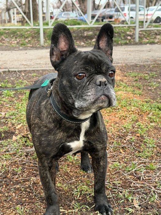 Француженка,красотка Джерри!