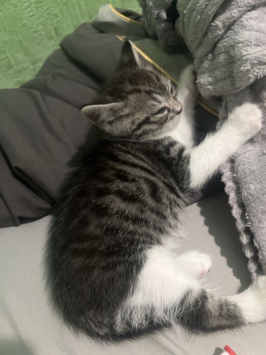 Девочка 1,5 месяца