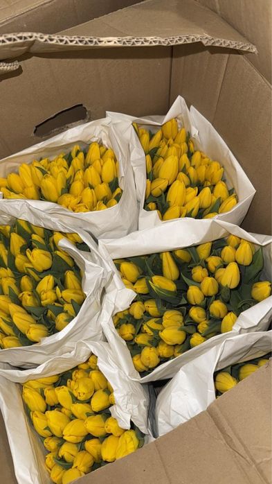 Тюльпаны на 8Марта