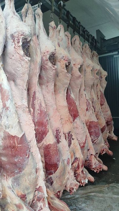Продам туши говядины
