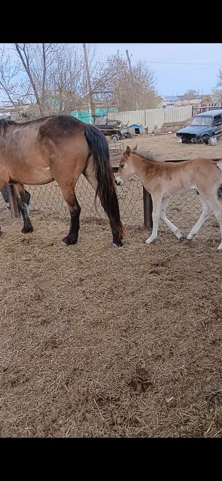 Биелер сатылады продам