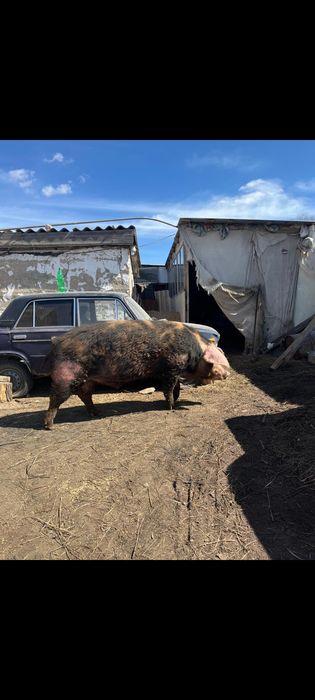 Хряк Осеменитель