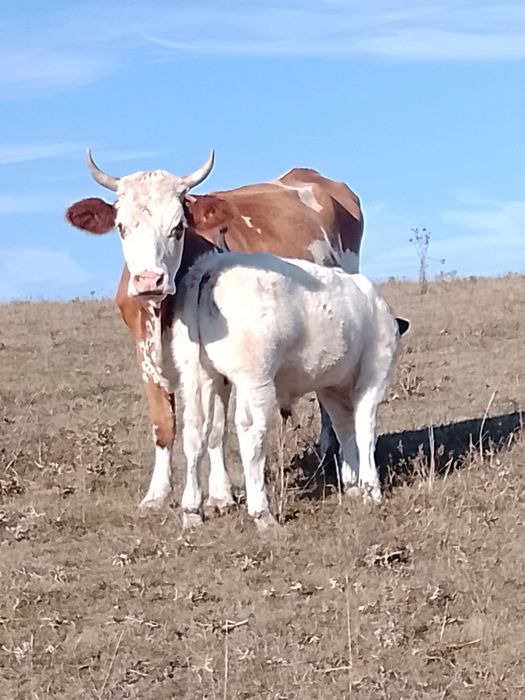 Se vinde vaca cu vițel