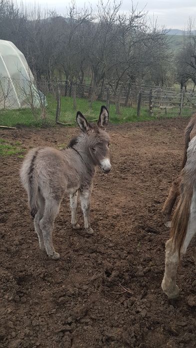 vând lapte de magarita