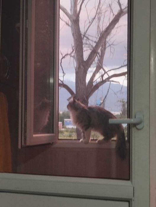 Отдадим кошку в добрые руки