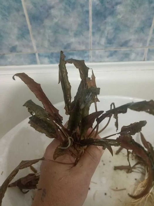 Аквариумные растения.