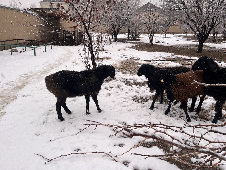 Қошқар сатылады бордақы