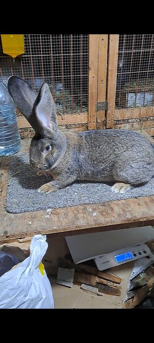 Tineret uriaș german